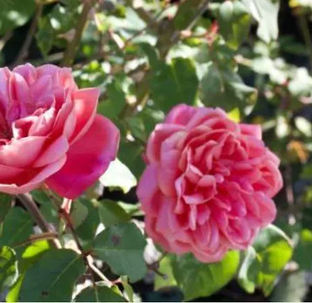 Lägenhet Le Entre Val Et Rose *